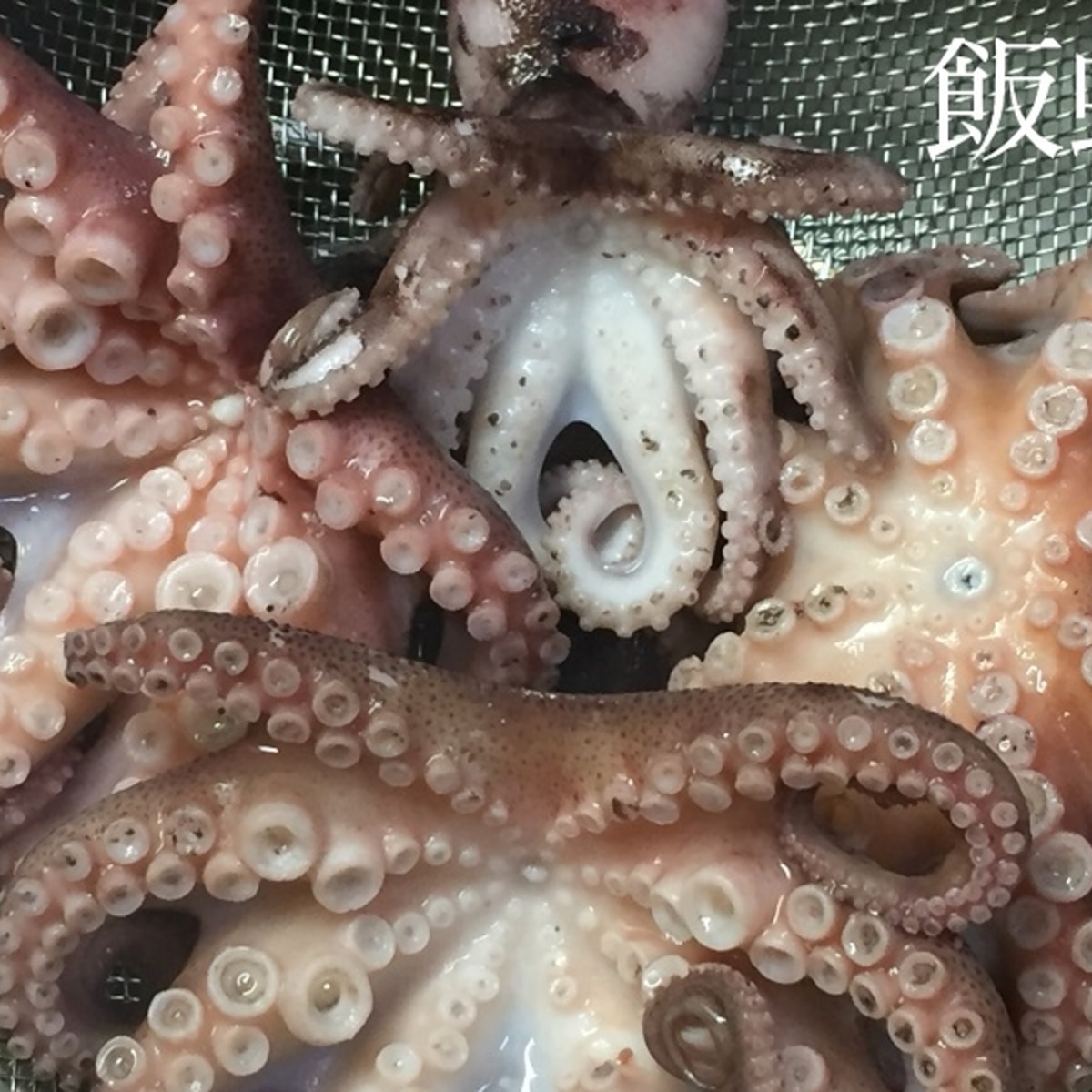 イイダコの簡単下拵え レシピ 作り方 By Rinko Mama 楽天レシピ イイダコの簡単下拵え レシピ 作り方 By Rinko Mama 楽天レシピ